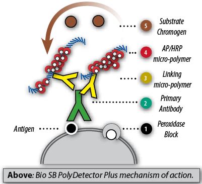 Sistemas de Detección Poli Detector Plus HRP Micro Polimero Bio SB