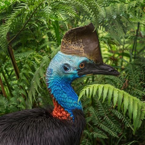 Southern Cassowary Living Dinosaur Gardeners Of The Daintree Rainforest One Earth