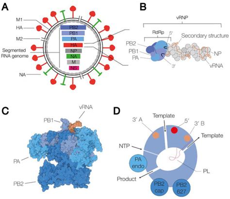 Influenza Virus Rna Synthesis And The Innate Immune Response