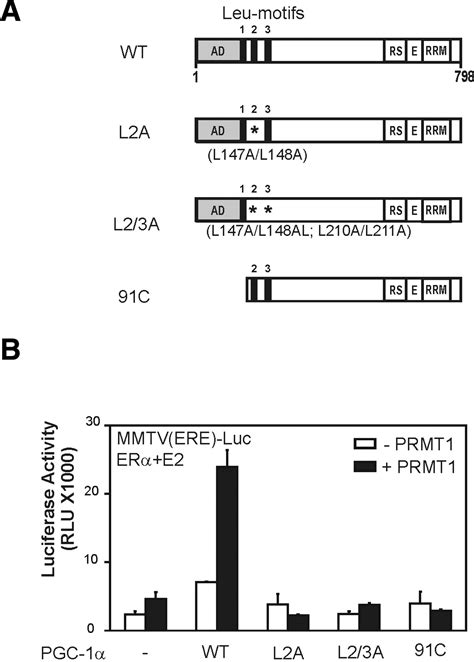 Activation of nuclear receptor coactivator PGC 1α by arginine methylation