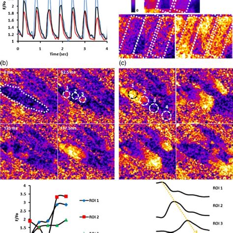 A Scheme Of The Multispot Multiphoton Microscope Mmm B Essential