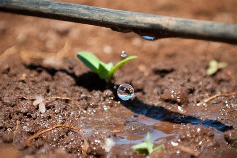 ARROSAGE Goutte à Goutte SANS PRESSION Quels sont ses Avantages