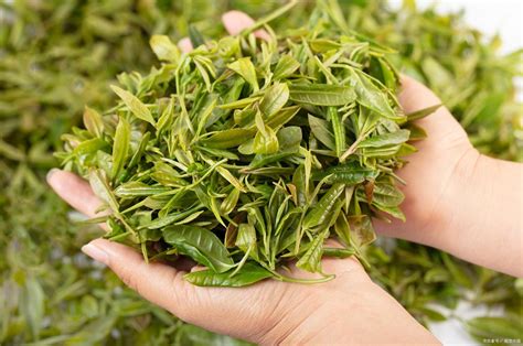茶科普，雀舌是什么茶？