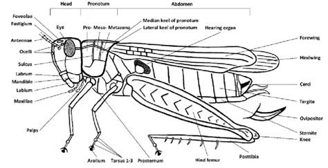 Grasshopper Wings Drawing at PaintingValley.com | Explore collection of ...