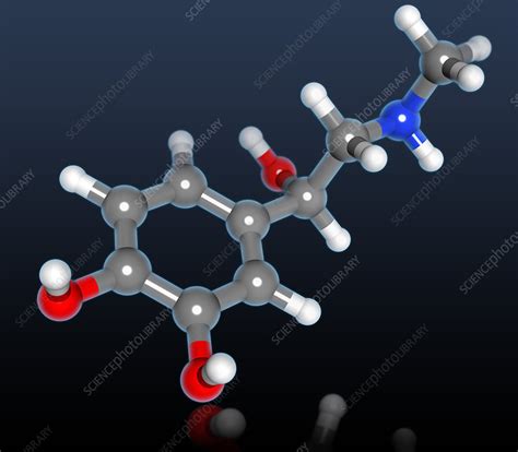 Epinephrine Molecular Model - Stock Image - F031/5933 - Science Photo ...