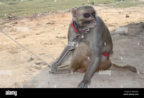 Street monkey tricks High Resolution Stock Photography and Images - Alamy