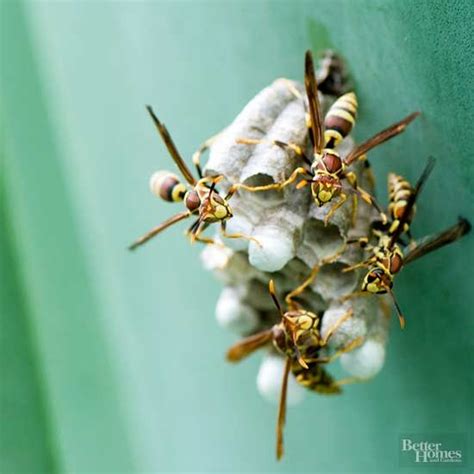 How To Safely Get Rid Of Wasps And Hornets In Your Yard Get Rid Of