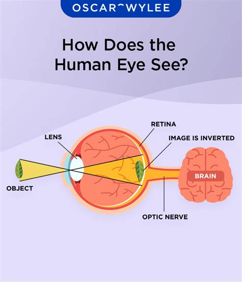 How Far Can The Human Eye See Flash Sales