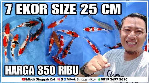 MEMANG JOS PAKET 7 EKOR IKAN KOI BLITAR SIZE 25 CM CUMA 350 RIBUAN