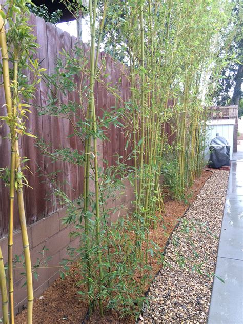 Paso Bamboo