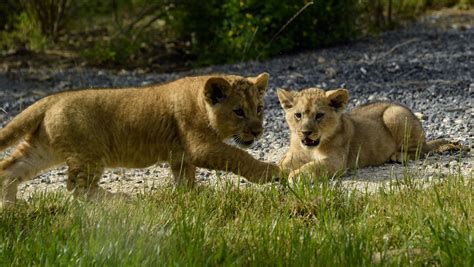 VIDEO Première sortie pour les trois lionceaux nés au zoo de Vincennes