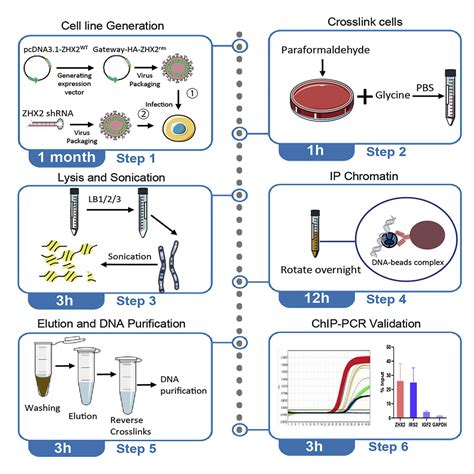 Chromatin Ip Protocol