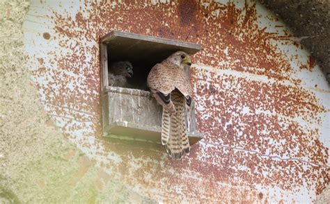 Faune Sauvage Naissance De Faucons Cr Cerelles La Hardonnerie