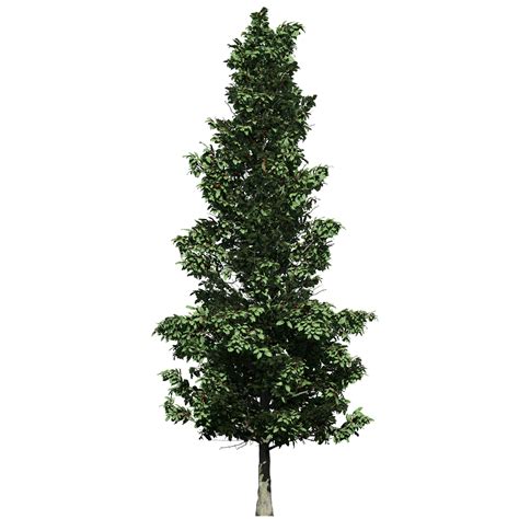 Southern Planters 7-Gallons White Feature Eagleston Holly In Pot (With