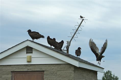 Turkey Buzzards Gathering at Sandra Raines blog