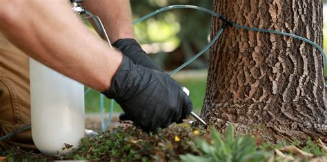 Termite Baiting VS Soil Injection Apa Bedanya Ya