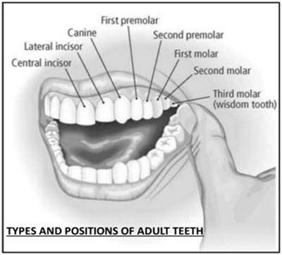 Purpose Of Incisor Teeth