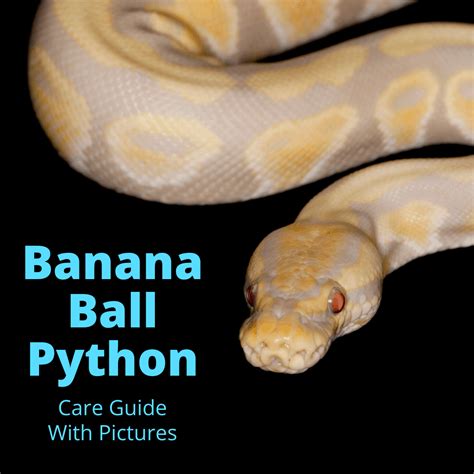 Banana Ball Python (Snake Care Guide With Pictures)