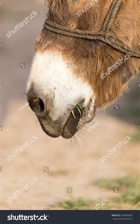 Nose Ass Stock Photo Shutterstock