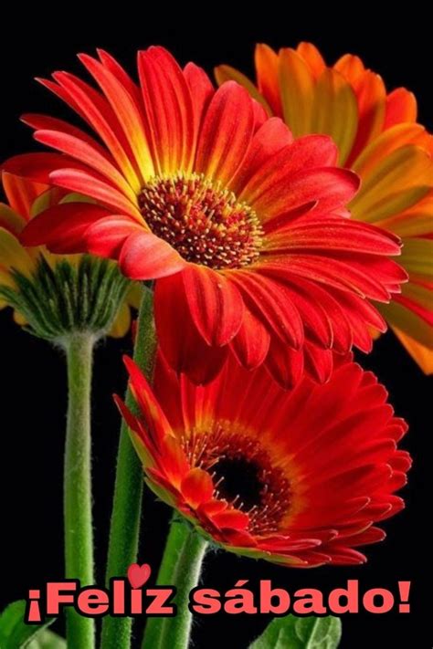 Feliz Sábado para todos 91 - BonitasImagenes.net