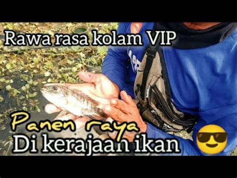 Panen Raya Banyak Ikan Nila Liar Masuk Wadah Mancing Di Rawa Ini