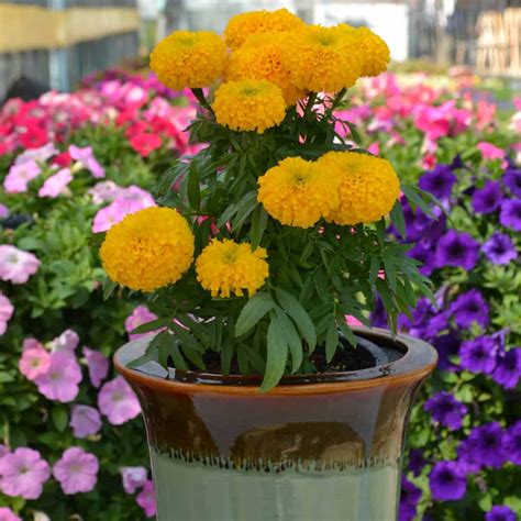 African Marigold Container