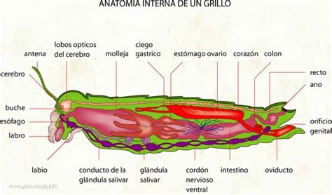 Biologia Anatomia De Un Insecto