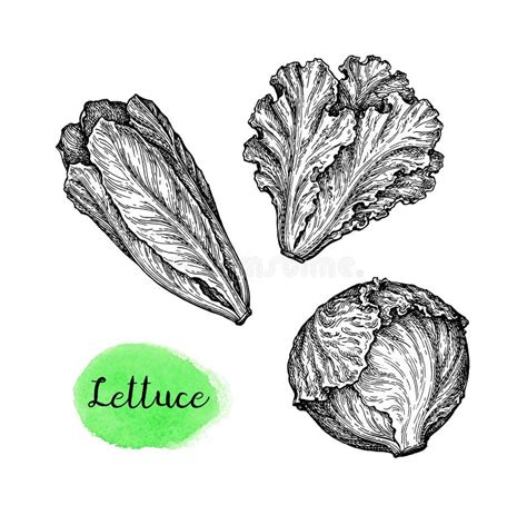 Ink Sketch Of Lettuce Stock Vector Illustration Of Harvest