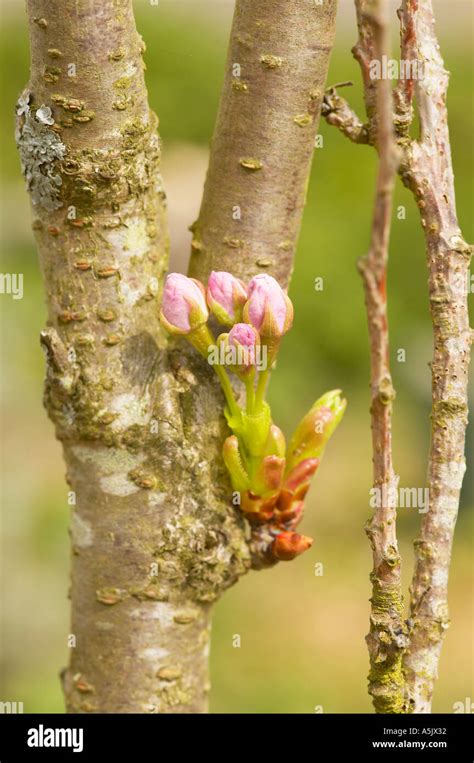 Prunus Kiku Shidare Sakura Hi Res Stock Photography And Images Alamy