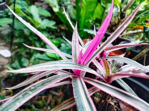 Moses In The Cradle Growing Guide Tradescantia Spathacea