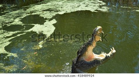 Large Saltwater Crocodile Leap Out Water Stock Photo 418489924