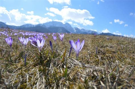 Tatry Krokusy Zakwit Y W Dolinie Chocho Owskiej Zdj Cia Naszemiasto Pl