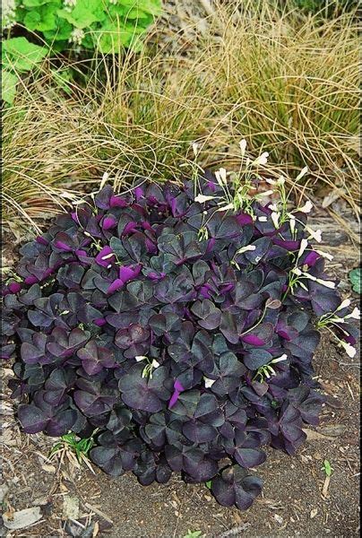 Dry Shade Tolerant Ground Cover - ground cover and shrubs