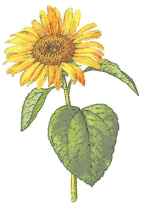 Plant Sunflower Clipart Clipground