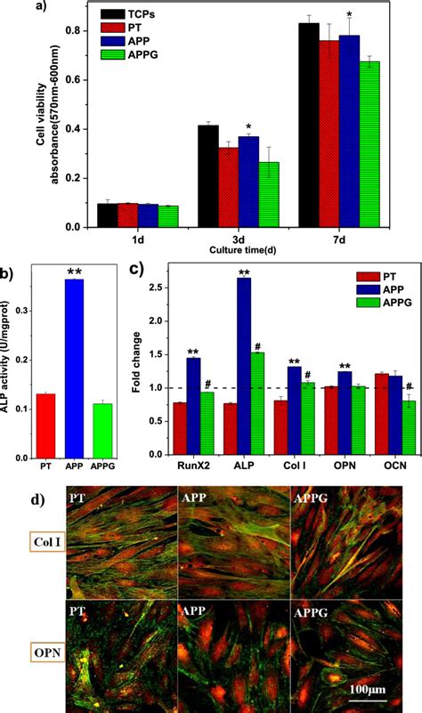 Osteoblast Proliferation And Differentiation A Cell Viability At Day