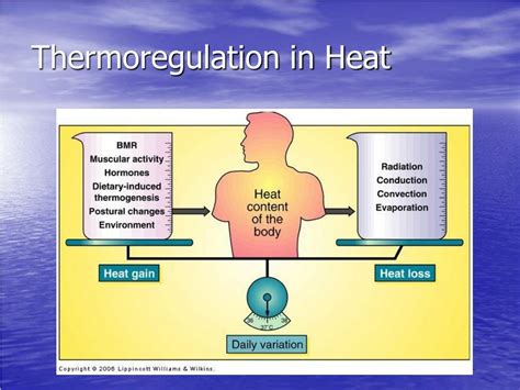 PPT - Thermoregulation PowerPoint Presentation - ID:269735