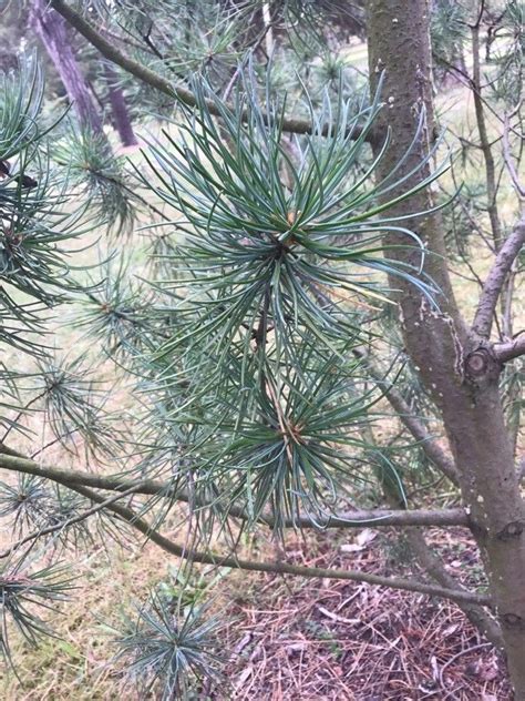 Pinus Fenzeliana Hand Mazz Fenzel S White Pine World Flora Pl