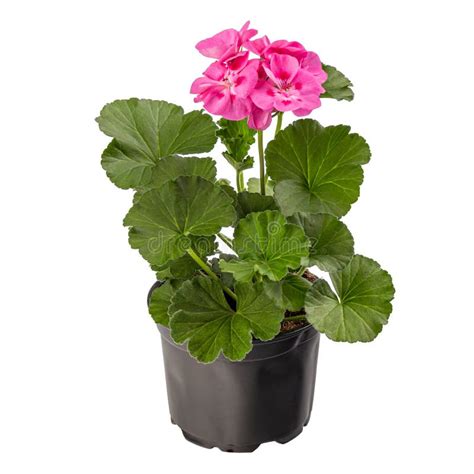 Pink Pelargonium Blooming And Dried Flower Covered In Raindrops Stock