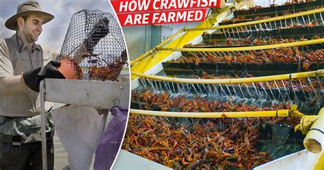 How Frugé Aquafarms Produces Over One Million Pounds Of Crawfish Each