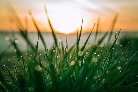 Premium Photo Close Up Of Grass On Field During Sunset