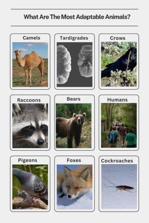 What Are The Most Adaptable Animals? - Smore Science