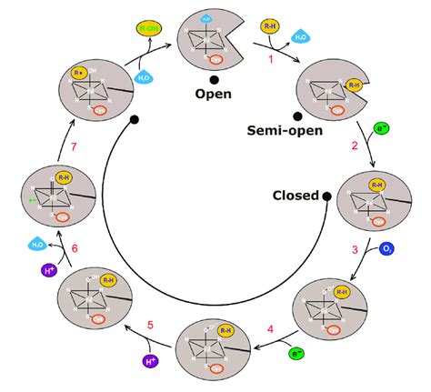 Mechanism Of Cyp Enzymes In A Seven Step Catalytic Cycle Steps