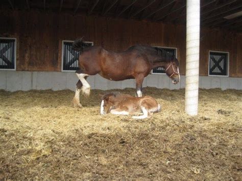 About Those Baby Budweiser Clydesdales Budweiser Clydesdales