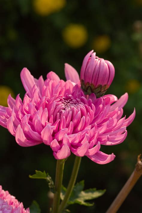 Names of Really Rare Flowers You'll Be Stunned to Know About - Gardenerdy