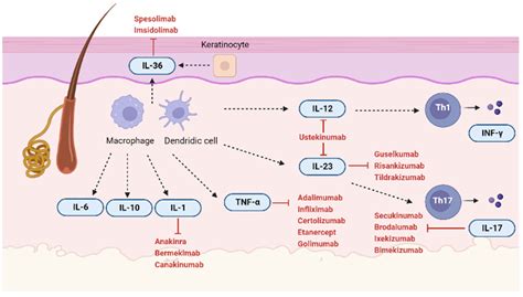 IJMS | Free Full-Text | New Insight into the Molecular Pathomechanism ...