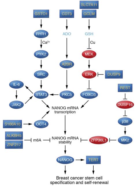 Jci Hypoxia Inducible Factors Cancer Progression And Clinical