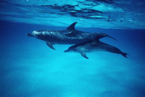 Faits Sur Les Dauphins Habitat Comportement Alimentation