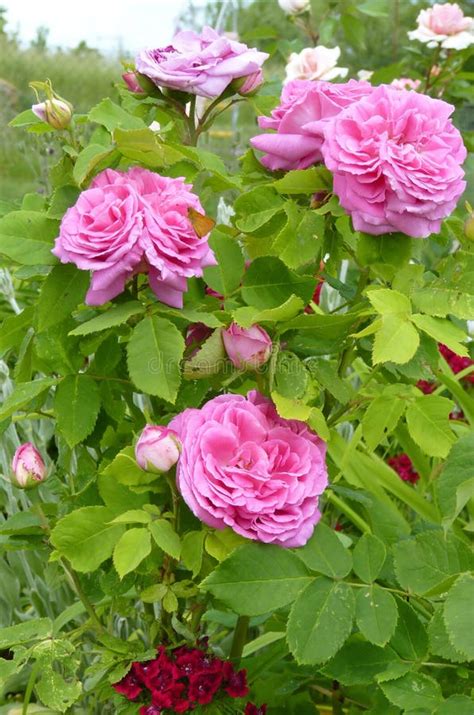 Pink Rose Blooming In Flower Garden Stock Photo Image Of Garden