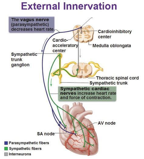 Conducting System Of The Heart Vagus Nerve Cardiovascular System