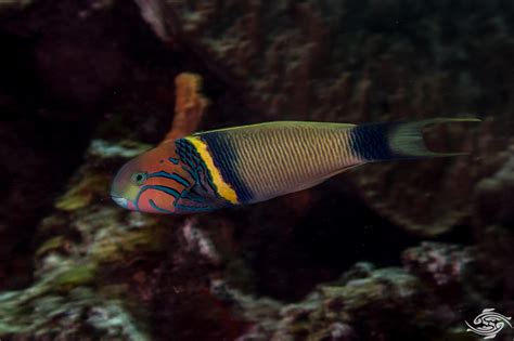 Goldbar Wrasse Facts And Photographs Seaunseen